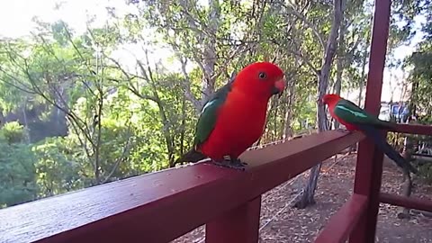 Cute parrot video