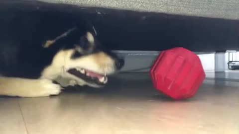 Dog scoots under furniture and successfully retrieves toy then other dog steals it!