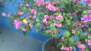 Beautiful vase with purple spring flowers in a building, they are pretty [Nature & Animals]