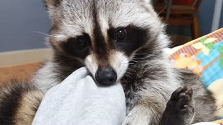 Raccoon's favorite activity is chewing on owner's clothes