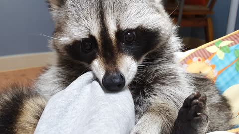 Raccoon's favorite activity is chewing on owner's clothes