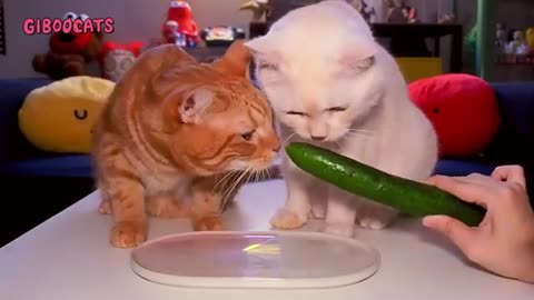 YOU'VE NEVER SEEN THIS!!! This cat eats anything! 6 TESTS