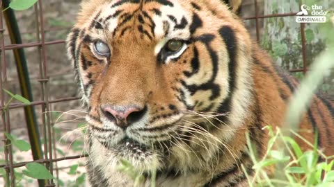 Rescued Tiger Celebrates 21st Birthday With Loved Ones | The Dodo Party Animals