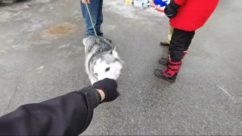 Nice dog at Ottawa Freedom Convoy