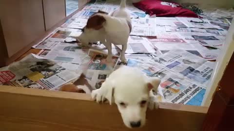 Jack Russell Puppies Time Lapse - Amazing Pets