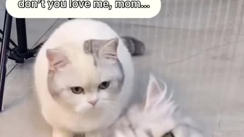 Funny Animal Videos that Make Me Burstnto Tears Laughing (CUTE) #shorts