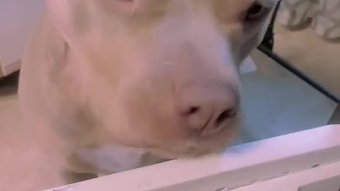 Hilarious Pit Bull Demands Ice Cube