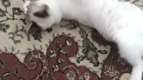 Kidding kitten playing