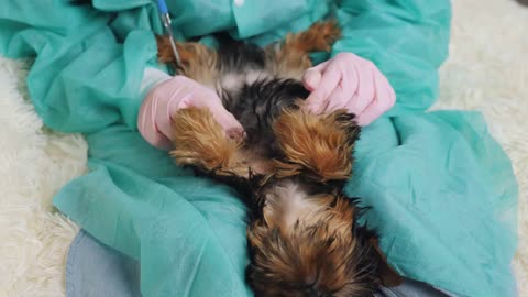 The veterinarian palpates the puppy's abdomen after injury Routine examination of the dog's