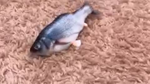 Yorkie has mind blown by remote controlled fish
