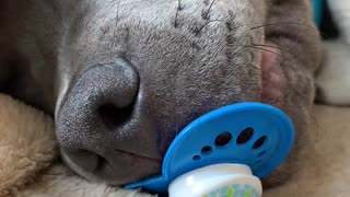 Puppy Holds onto Pacifier