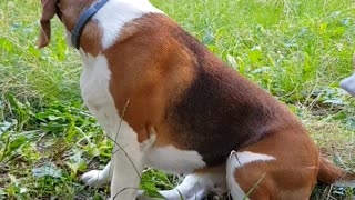 Beagle grooming routine