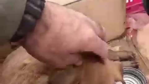 IDF Soldiers Rescue A Puppy In Gaza