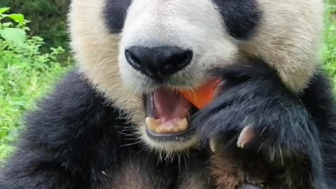 Funny Panda Video 🤣🤣🐼🐼