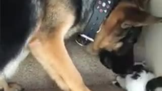 German shepherd helps little kitten up the stairs. What a nice brother