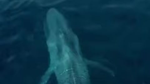 blue whale scare fishermen