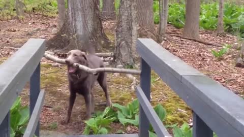 A resourceful dog carries a stick across the bridge with smart way