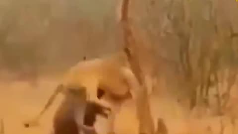 Shocking moments when painful Lions are attacked and tortured by Africa . Part 2