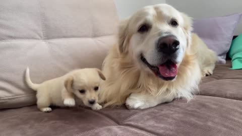 Golden Retriever Confused By New Puppy❗️