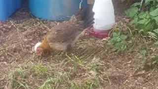 chicks and mama