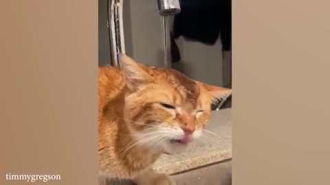 funny cat videos memes