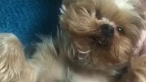 Small brown dog gets chest scratched on blue bed