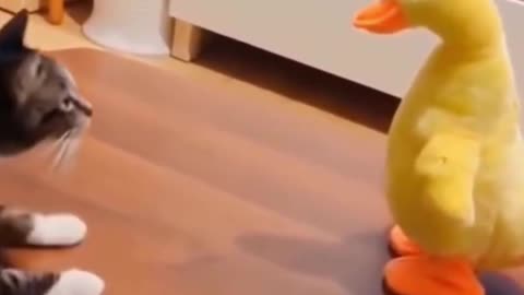 Cat Smacks A Duck #funny #video