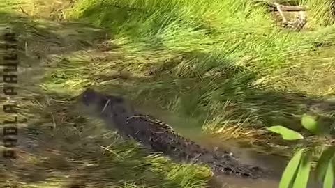 Scary Crocodile Encounters