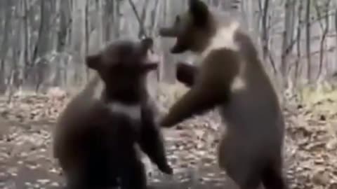 Bear cubs play//Brown bear