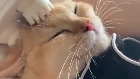 Smol cat gets head massaged