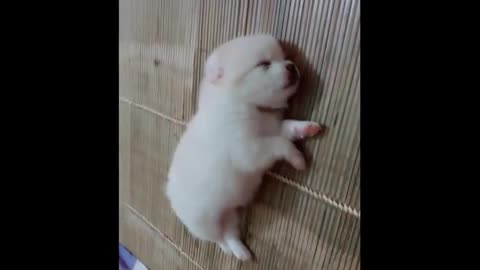 Cute baby animals Videos Compilation cute moment of the animals - Soo Cute! #89