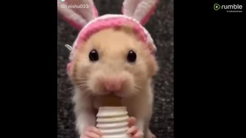 Cute baby animals Videos Compilation cute moment of the animals - Cutest Animals