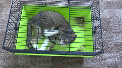 Funny Kitten Catches His Tail in Hamster Cage