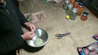 Saving Snow Pea Seeds