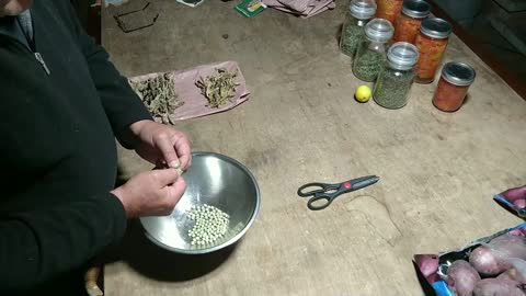 Saving Snow Pea Seeds