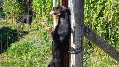 A Gate Won't Stop This Dog