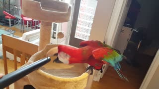 Parrot loves to play with vacuum cleaner