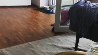 dog running away with my blanket