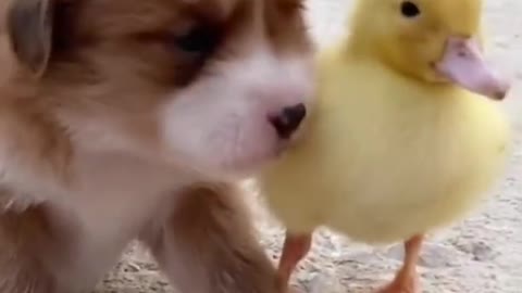 Dog & Duck friendship
