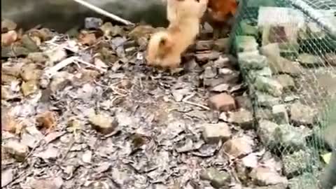 Funny animal fight