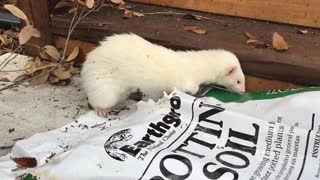 Twiggs outside helping with gardening