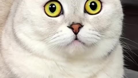 Funny cat reaction must watch