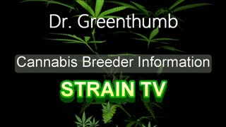 Dr Greenthumb - Cannabis Strain Series - STRAIN TV