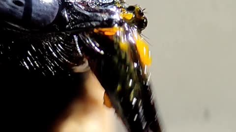 CARPENTER BEE // AMAZING NATURE VIDEO