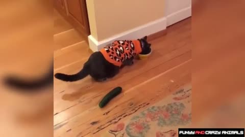 Cats afraid of cucumbers Funny and cute animal compilation part 14