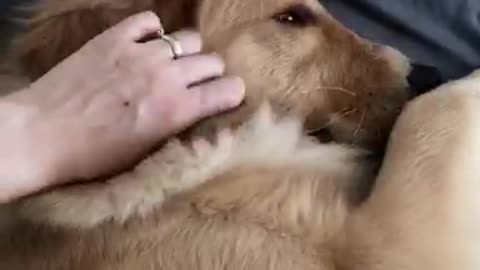 Goldenretriever repetedely asks its owner for a massage