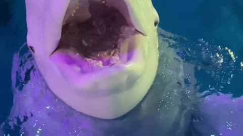 Cute pair of whales enjoying life