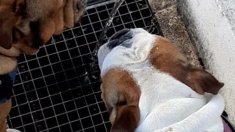 English Bulldog Wets His Brother While Drinking Water