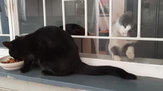 Jealous Kitten Tries To Attack Stray Cat Behind Closed Window