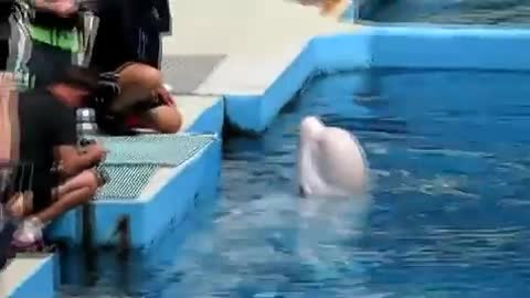 Dolphin kisses the Kids White Dolphin and Kids